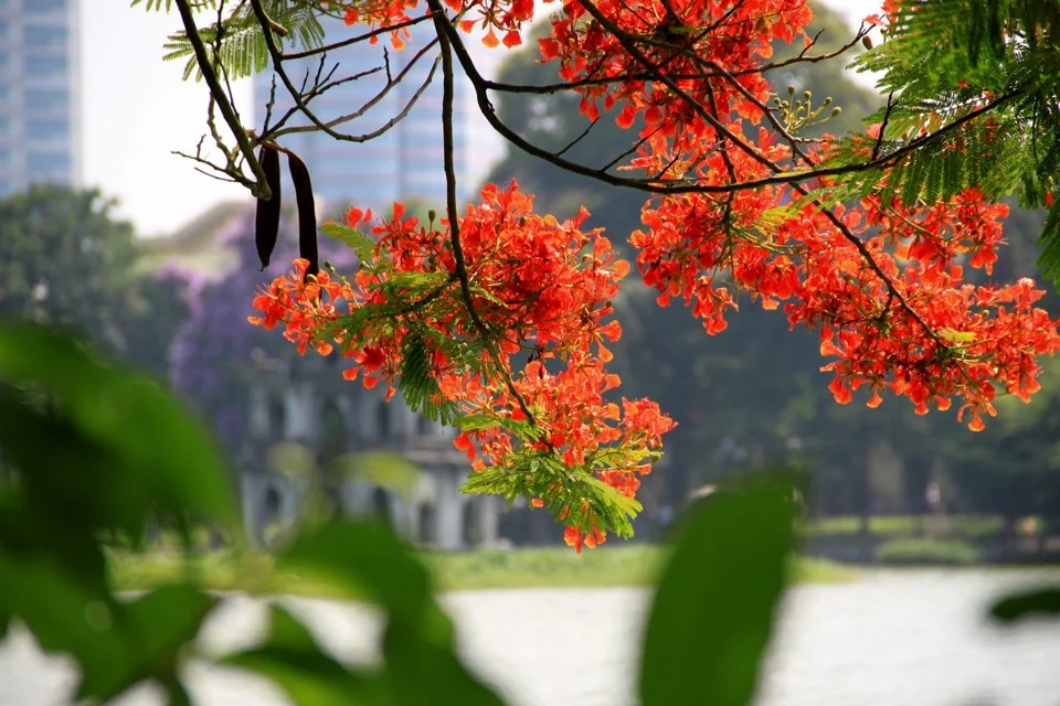 Summer In Hanoi