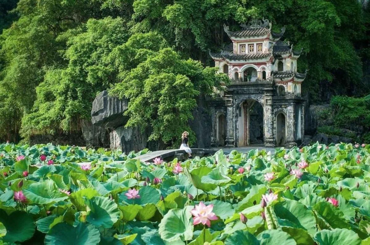 Lotus season in Ninh Binh