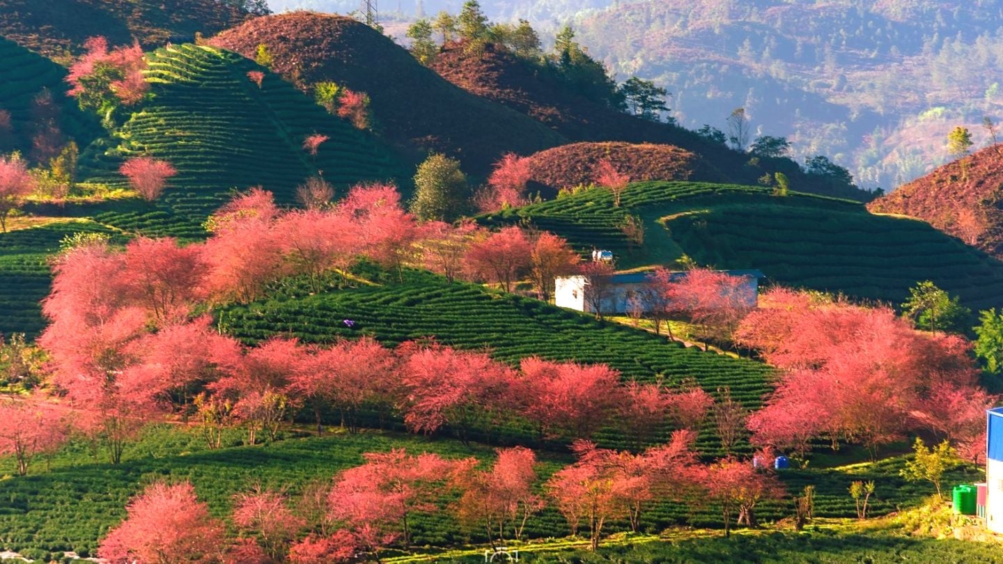 Spring in Sapa