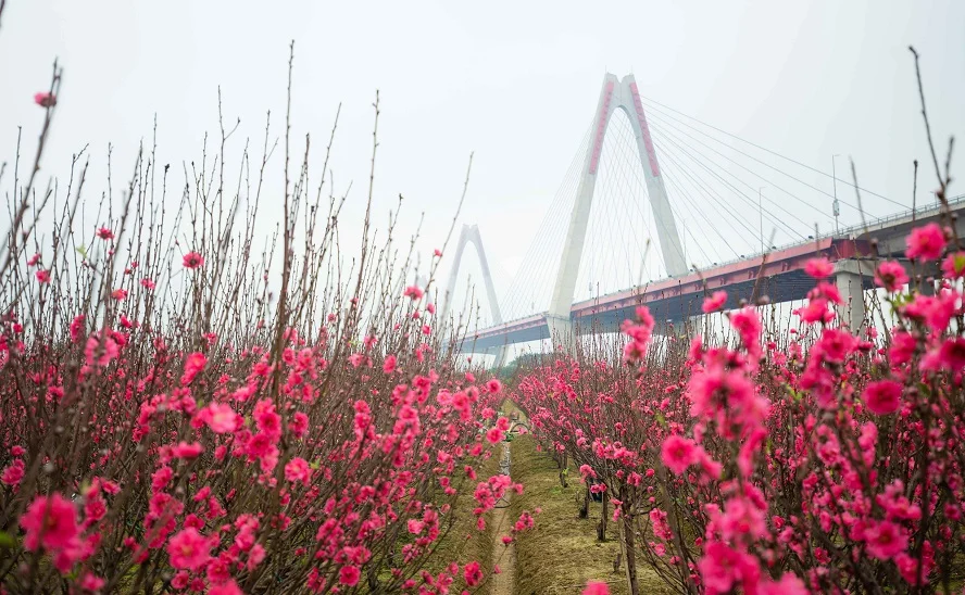 Spring in Hanoi